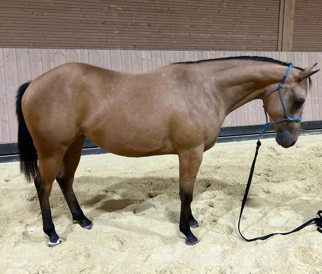 verschmuste, anhängliche Quarter Horse Stute mit gutem Papier, Kerstin Rehbehn (Pferdemarketing Ost), Konie na sprzedaż, Nienburg, Image 6