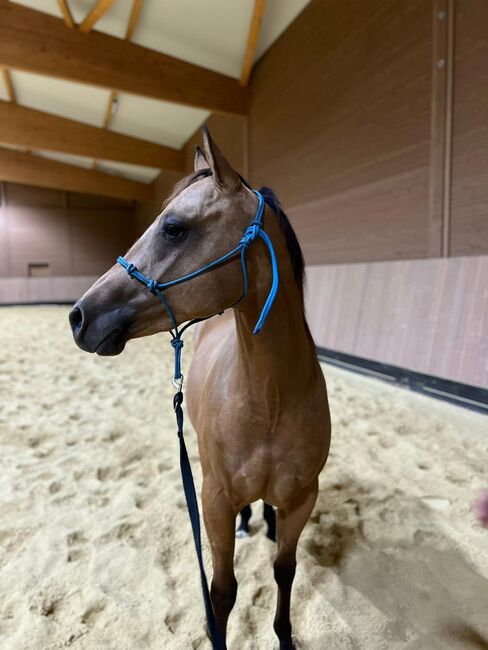 verschmuste, anhängliche Quarter Horse Stute mit gutem Papier, Kerstin Rehbehn (Pferdemarketing Ost), Konie na sprzedaż, Nienburg, Image 2