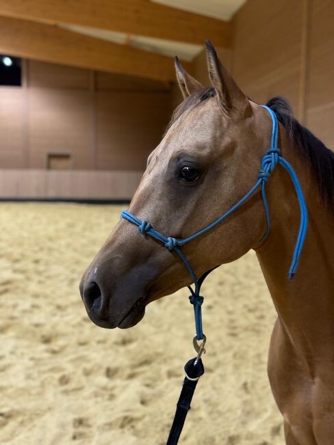 verschmuste, anhängliche Quarter Horse Stute mit gutem Papier, Kerstin Rehbehn (Pferdemarketing Ost), Konie na sprzedaż, Nienburg, Image 9