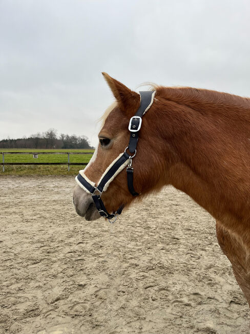 PS of Sweden Halfter + Strick, PS of Sweden, Rottmeier , Halters, Eching