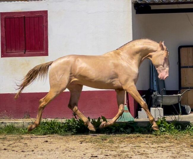 PSL Cremello 3 Jahre / 157cm, Post-Your-Horse.com (Caballoria S.L.), Horses For Sale, Rafelguaraf, Image 2