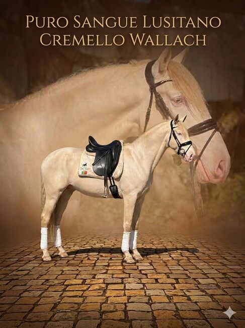 PSL Cremello Wallach - 1.57 m - 4 jährig - angeritten, Thomas Adams (Caballos PRE), Horses For Sale, Bell