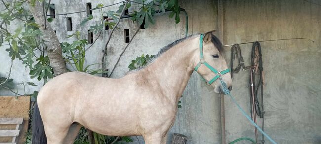 PSL Jungfalbe, ISPA - Iberische Sportpferde Agentur (ISPA - Iberische Sportpferde Agentur), Horses For Sale, Bedburg, Image 4