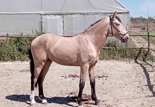 PSL Jungfalbe, ISPA - Iberische Sportpferde Agentur (ISPA - Iberische Sportpferde Agentur), Horses For Sale, Bedburg, Image 5