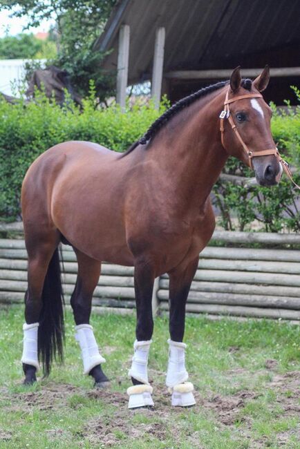 PSL Lusitano m. blauen Auge / geritten / pyrofrei, Post-Your-Horse.com (Caballoria S.L.), Horses For Sale, Rafelguaraf, Image 4