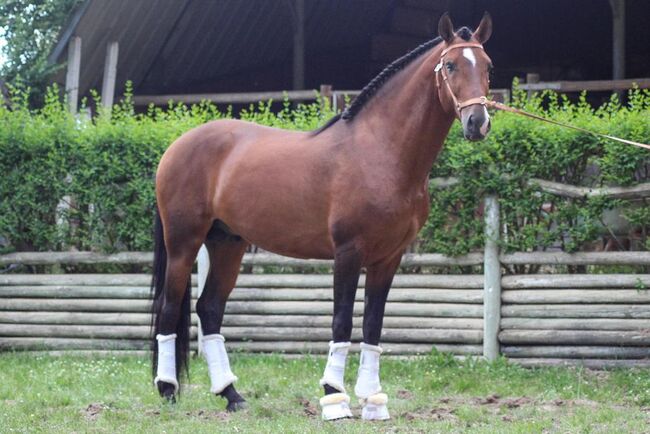 PSL Lusitano m. blauen Auge / geritten / pyrofrei, Post-Your-Horse.com (Caballoria S.L.), Konie na sprzedaż, Rafelguaraf