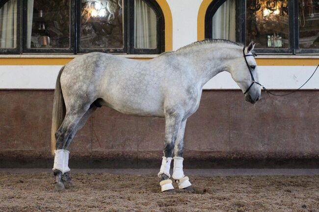 PSL Lusitano Schimmel für das Dressurviereck, Post-Your-Horse.com (Caballoria S.L.), Pferd kaufen, Rafelguaraf, Abbildung 3