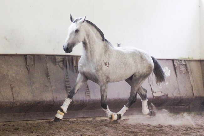 PSL Lusitano Schimmel für das Dressurviereck, Post-Your-Horse.com (Caballoria S.L.), Pferd kaufen, Rafelguaraf