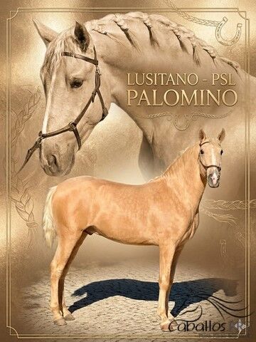 PSL Palomino Hengst - 3 jährig - ca. 1.58 m, Thomas Adams (Caballos PRE), Horses For Sale, Bell
