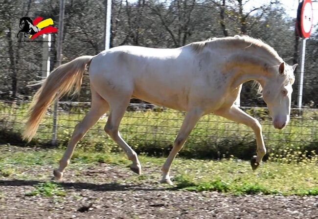 PSL Premium Hengst in Perlino mit blue Book, Post-Your-Horse.com (Caballoria S.L.), Horses For Sale, Rafelguaraf, Image 4