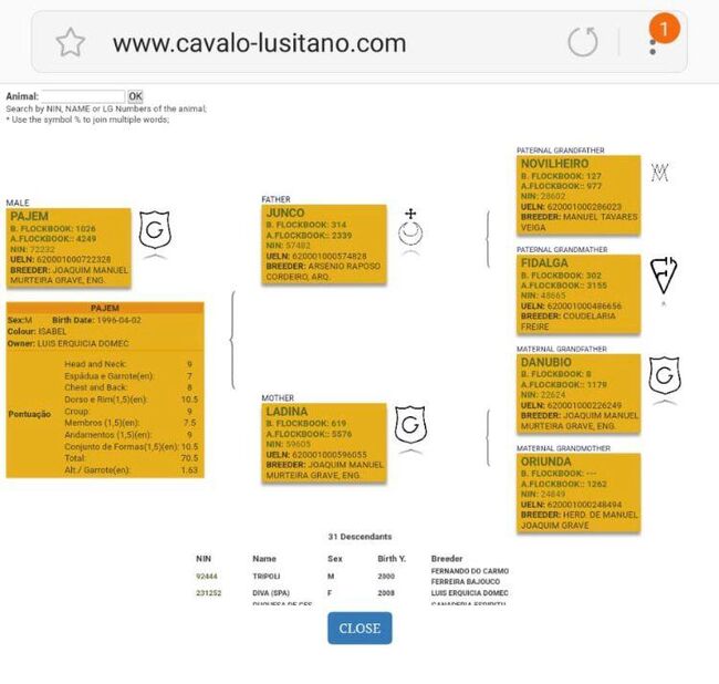 PSL Premium Hengst in Perlino mit blue Book, Post-Your-Horse.com (Caballoria S.L.), Pferd kaufen, Rafelguaraf, Abbildung 15