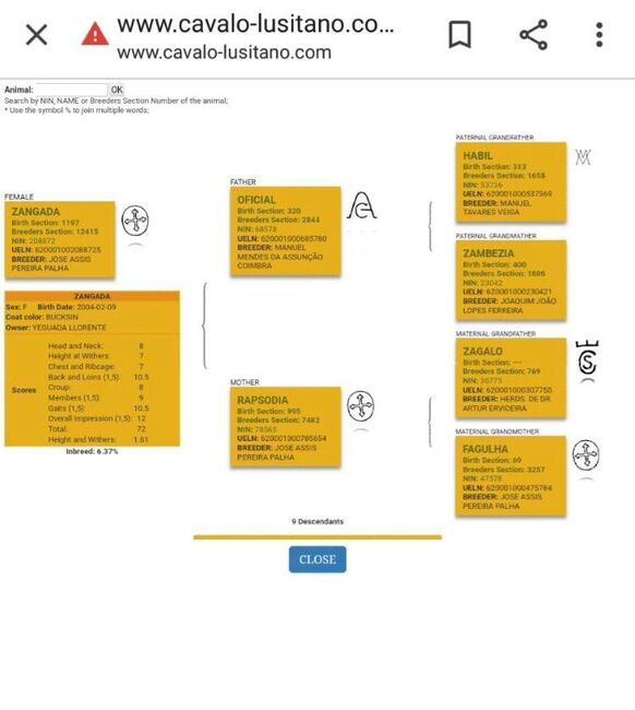 PSL Premium Hengst in Perlino mit blue Book, Post-Your-Horse.com (Caballoria S.L.), Pferd kaufen, Rafelguaraf, Abbildung 13