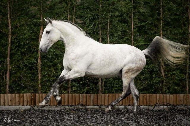 PSL Wallach - Showerfahren - Garrocha - Hohe Schule - 1.65 m, Thomas Adams (Caballos PRE), Horses For Sale, Bell