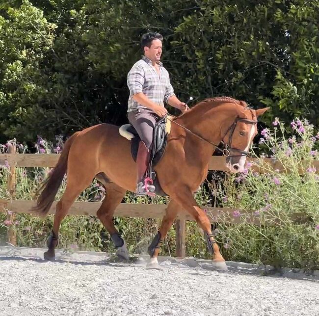 PSL Schoolmaster Wallach, ISPA - Iberische Sportpferde Agentur (ISPA - Iberische Sportpferde Agentur), Horses For Sale, Bedburg, Image 3