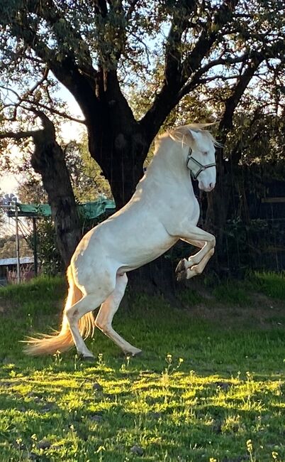 PSL Veiga Cremello Hengst Zucht, Post-Your-Horse.com (Caballoria S.L.), Pferd kaufen, Rafelguaraf, Abbildung 3