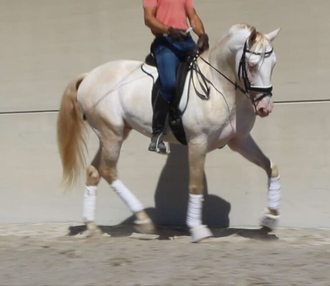 PSL Veiga Cremello Hengst Zucht, Post-Your-Horse.com (Caballoria S.L.), Horses For Sale, Rafelguaraf, Image 4