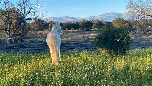 PSL Veiga Cremello Hengst Zucht, Post-Your-Horse.com (Caballoria S.L.), Horses For Sale, Rafelguaraf, Image 5