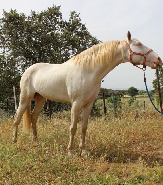 PSL Veiga Cremello Hengst Zucht, Post-Your-Horse.com (Caballoria S.L.), Horses For Sale, Rafelguaraf, Image 6