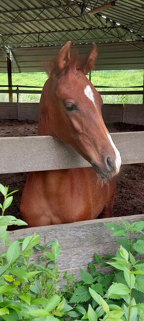 PSL x PRE chestnut foal stallion, Sabrina, Horses For Sale, Vlaardingen