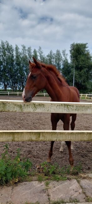 PSL x PRE chestnut foal stallion, Sabrina, Horses For Sale, Vlaardingen, Image 7