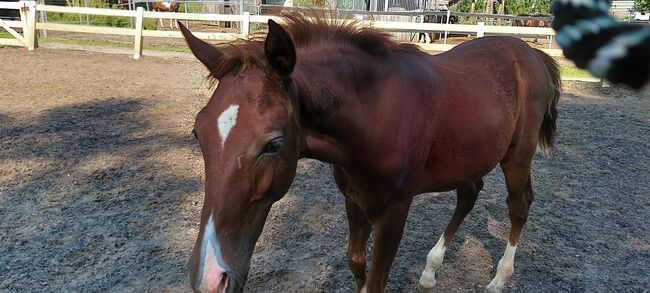 PSL x PRE chestnut foal stallion, Sabrina, Horses For Sale, Vlaardingen, Image 8