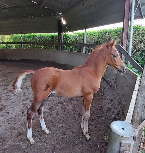 PSL x PRE chestnut foal stallion, Sabrina, Horses For Sale, Vlaardingen, Image 3