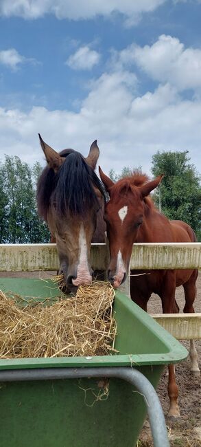 PSL x PRE chestnut foal stallion, Sabrina, Horses For Sale, Vlaardingen, Image 4