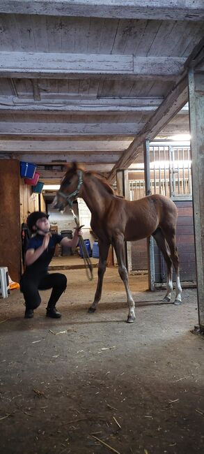 PSL x PRE chestnut foal stallion, Sabrina, Horses For Sale, Vlaardingen, Image 6