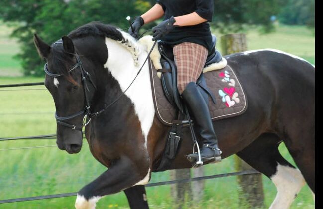 Tierpsychologie, Verhaltenstherapie oder Haltungsberatung für Pferde, Hunde und Katzen, Nicole Kirschner-Sandkamp , Pozostałe, Finnentrop 