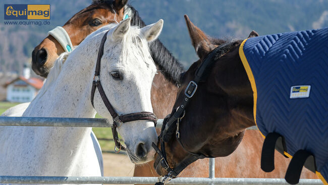 pulsierende Magnetfeldtherapie - Magnetfelddecke zum kostenlosen Test, equimag equimag expert in der Austattung Profi-Set, Manfred (equimag GmbH - pulsierende Magnetfeldtherapie für Pferde), Horse Blankets, Sheets & Coolers, Darmstadt, Image 2