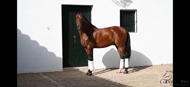 Pura Raza Española Wallach - 6 jährig - ca. 1.65 m - A/L Niveau, Thomas Adams (Caballos PRE), Pferd kaufen, Bell