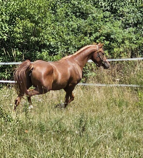 Rein russische Vollblutaraber Stute zu verkaufen, Privat, Horses For Sale, Theresienfeld, Image 4
