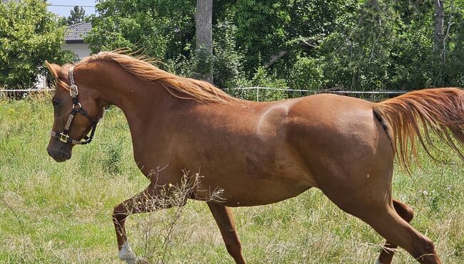 Rein russische Vollblutaraber Stute zu verkaufen, Privat, Horses For Sale, Theresienfeld, Image 3