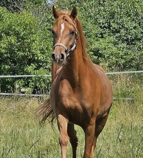 Rein russische Vollblutaraber Stute zu verkaufen, Privat, Horses For Sale, Theresienfeld