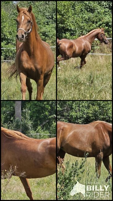 Rein russische Vollblutaraber Stute zu verkaufen, Privat, Horses For Sale, Theresienfeld, Image 5