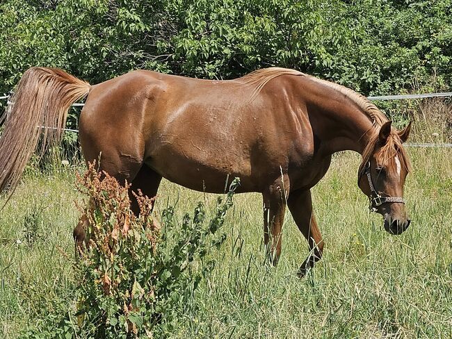 Rein russische Vollblutaraber Stute zu verkaufen, Privat, Horses For Sale, Theresienfeld, Image 2