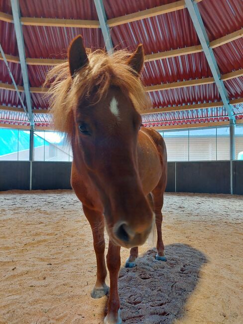 Reinrassige 5 jährige Isländer stute, ca 145 stkm, Theresia blaickner hollaus, Horses For Sale, Fusch, Image 5