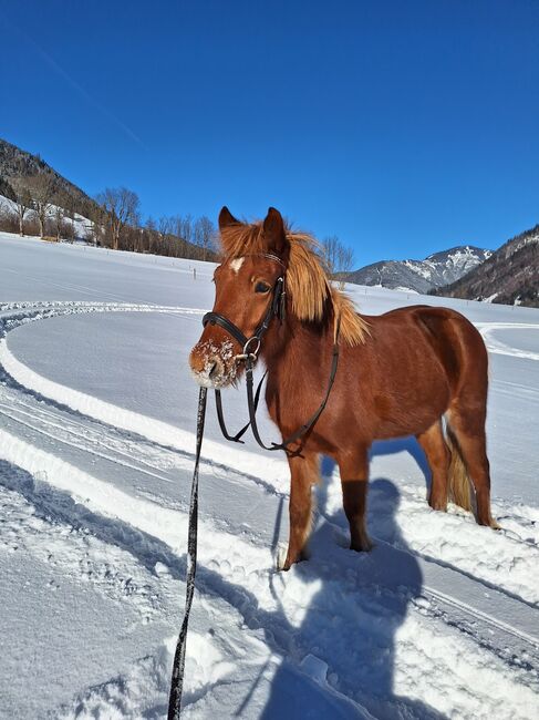 Reinrassige 5 jährige Isländer stute, ca 145 stkm, Theresia blaickner hollaus, Horses For Sale, Fusch