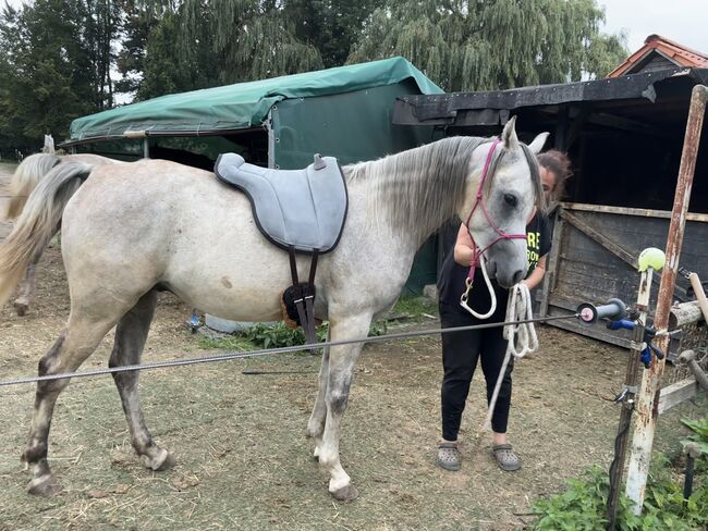 Vollblutaraber Wallach 3 Jahre, Anja kahlmeier , Horses For Sale, Bockenem , Image 15