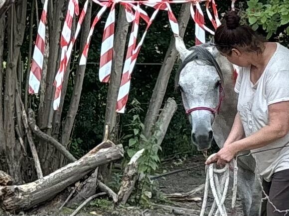 Vollblutaraber Wallach 3 Jahre, Anja kahlmeier , Horses For Sale, Bockenem , Image 12