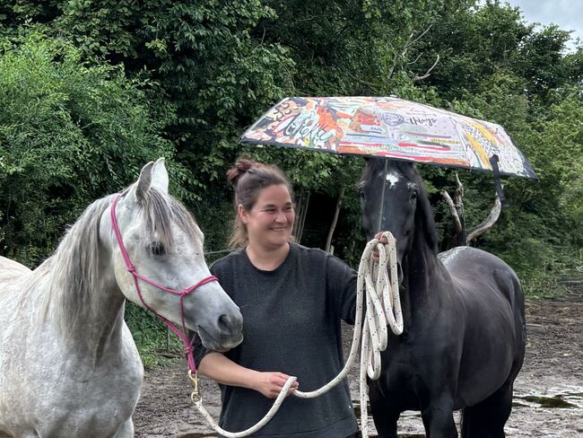 Vollblutaraber Wallach 3 Jahre, Anja kahlmeier , Horses For Sale, Bockenem , Image 9