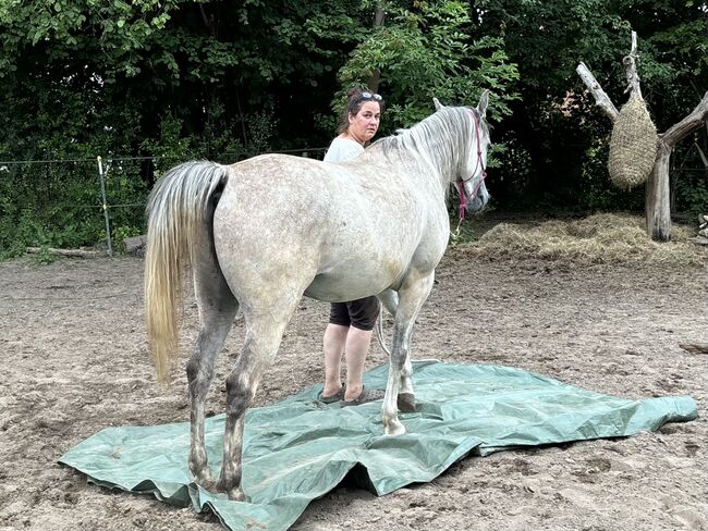 Vollblutaraber Wallach 3 Jahre, Anja kahlmeier , Horses For Sale, Bockenem , Image 8