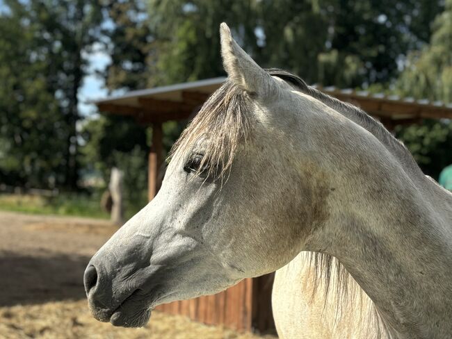 Vollblutaraber Wallach 3 Jahre, Anja kahlmeier , Horses For Sale, Bockenem , Image 7