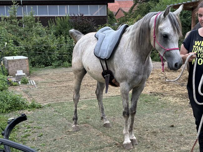 Vollblutaraber Wallach 3 Jahre, Anja kahlmeier , Horses For Sale, Bockenem , Image 6