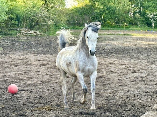 Vollblutaraber Wallach 3 Jahre, Anja kahlmeier , Horses For Sale, Bockenem , Image 4