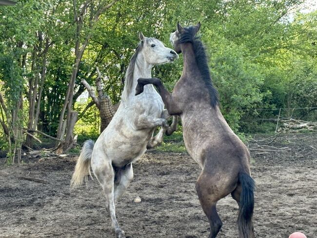 Vollblutaraber Wallach 3 Jahre, Anja kahlmeier , Horses For Sale, Bockenem , Image 3