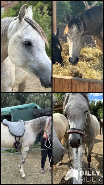 Vollblutaraber Wallach 3 Jahre, Anja kahlmeier , Horses For Sale, Bockenem , Image 19