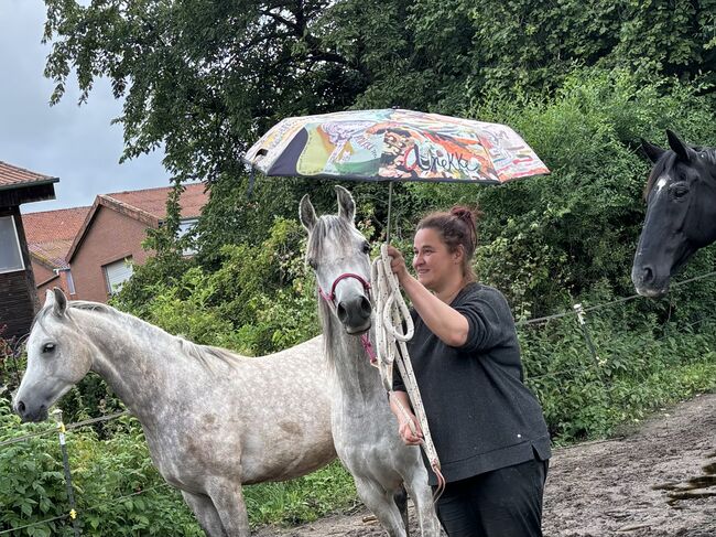 Vollblutaraber Wallach 3 Jahre, Anja kahlmeier , Horses For Sale, Bockenem , Image 17