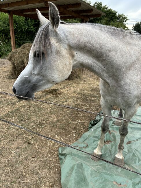 Vollblutaraber Wallach 3 Jahre, Anja kahlmeier , Horses For Sale, Bockenem , Image 18