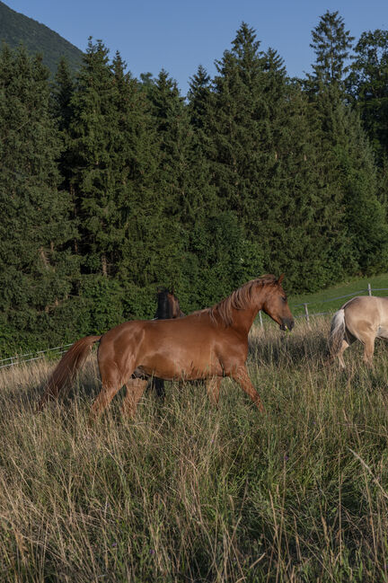 Vollblutaraber Wallach 4 Jahre, Karoline Holzleitner, Horses For Sale, Scharnstein, Image 6